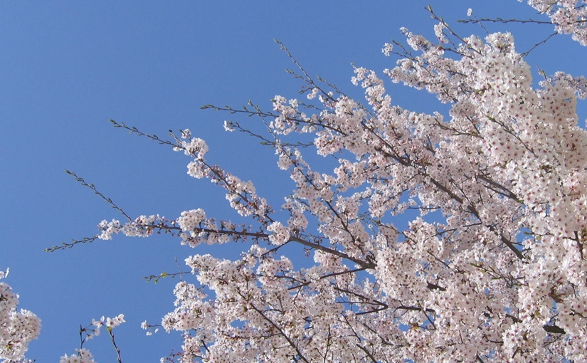 桜の写真　テスト投稿用
